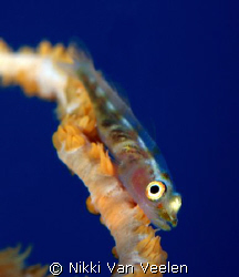 Whip goby with at a different angle taken at Sharks Obser... by Nikki Van Veelen 